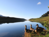 canards au Lac des Fées