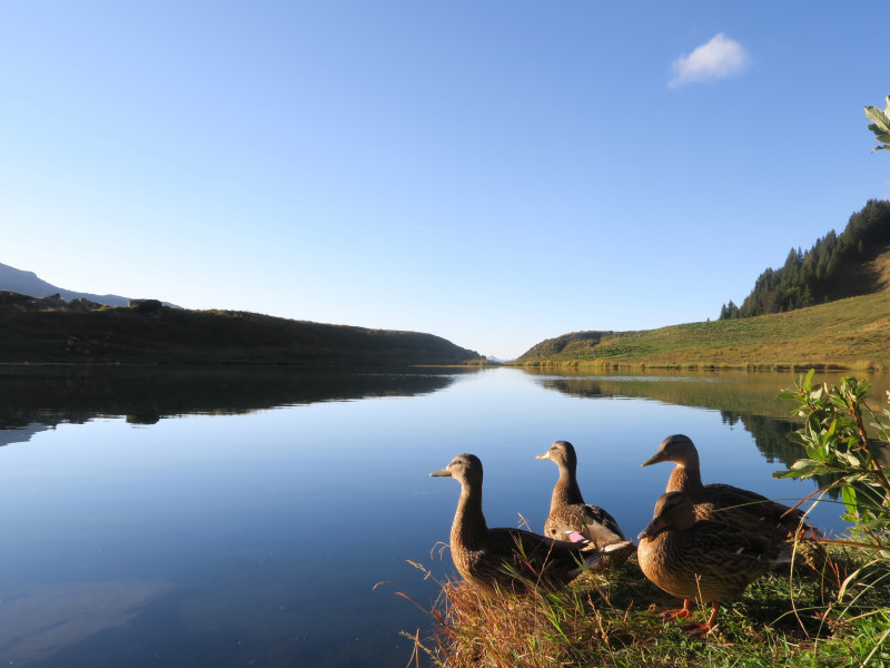 canards au Lac des Fées
