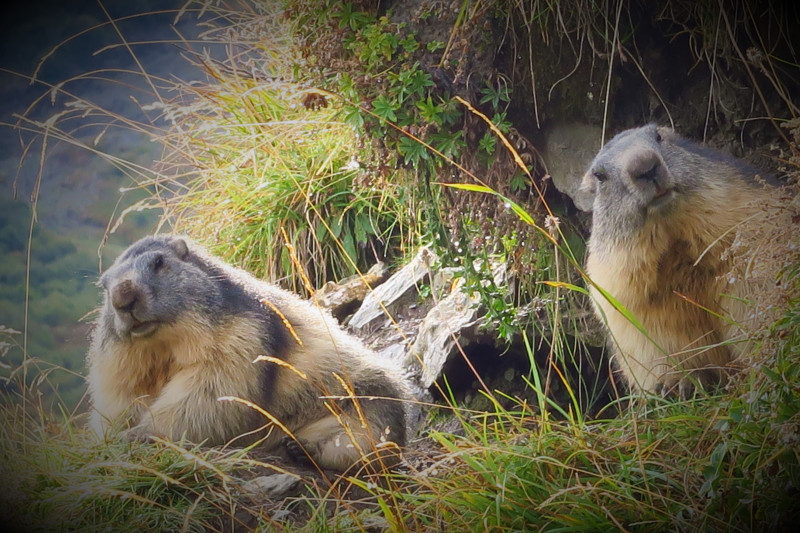 voisines de l'Econdu