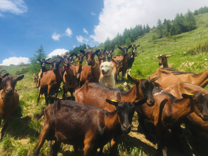 Notre troupeau de chèvres
