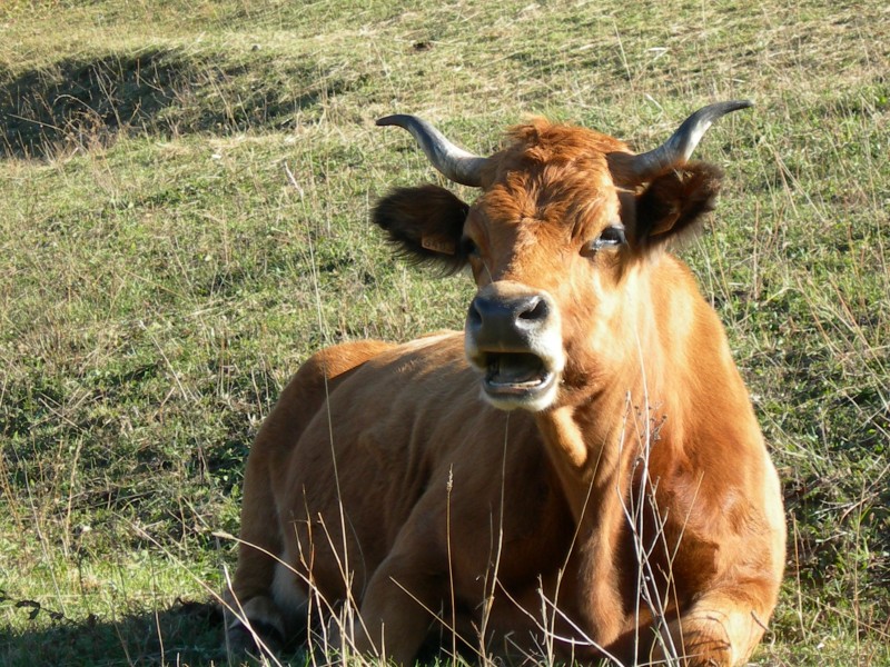 Vache tarine