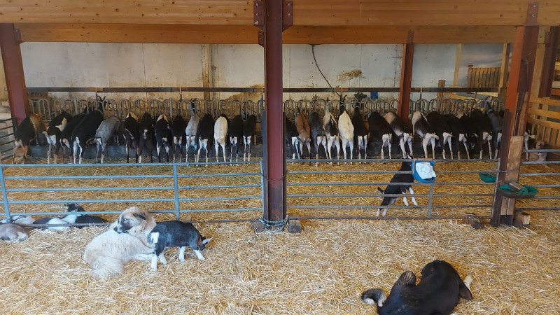 la-ferme-de-m-seguin-4700445 la-ferme-de-m-seguin-4700445