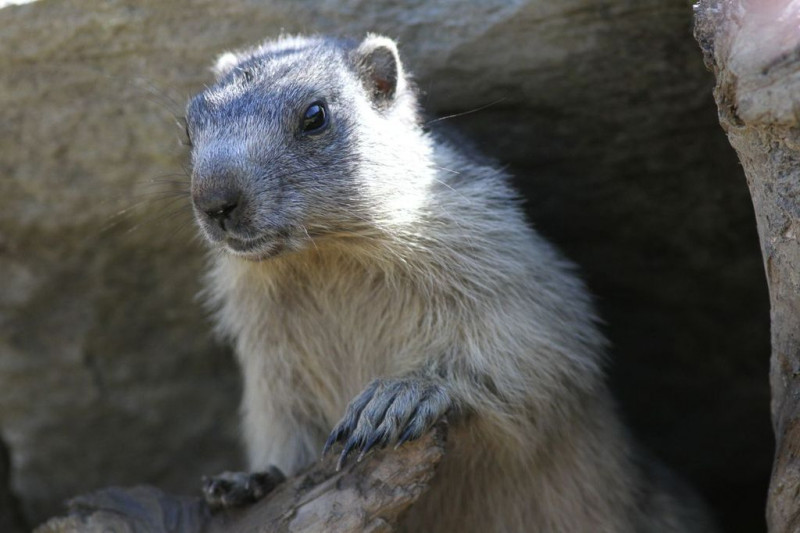 marmotte-3839915